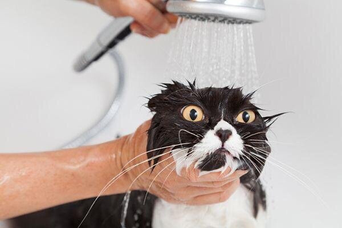 دلیل نفرت گربه ها از خیس شدن چیست؟