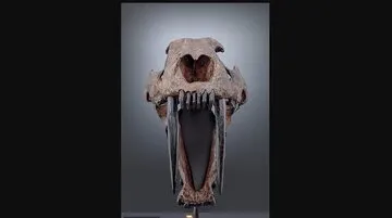 ببر